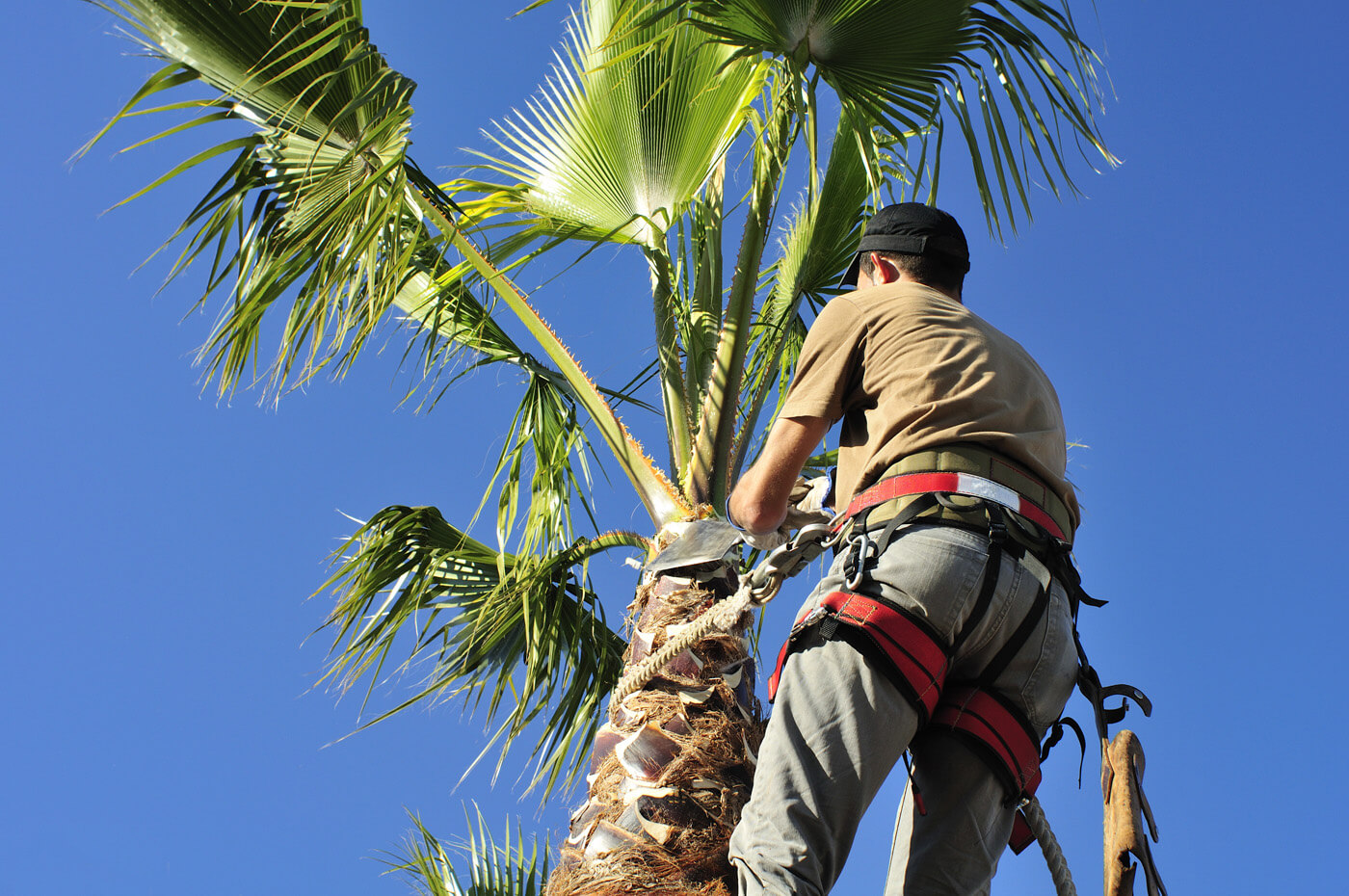 Landscaper maintaining a palm tree